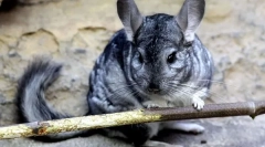 Aké stromy pobočky môžu byť podávané na chinchillu